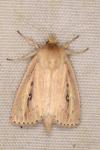 Globia sparganii