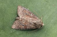 Parastichtis suspecta