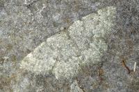 Charissa glaucinaria