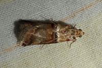 Acrobasis tumidana