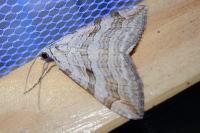 Aplocera efformata/plagiata
