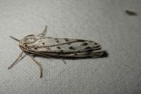 Coscinia cribraria cribraria