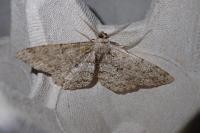 Hypomecis punctinalis
