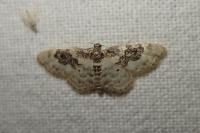 Idaea rusticata