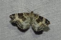 Epirrhoe rivata
