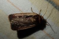 Ochropleura plecta