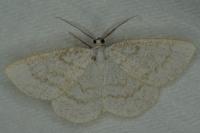 Cabera exanthemata