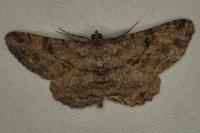 Peribatodes rhomboidaria rhomboidaria