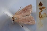 Mythimna albipuncta
