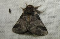 Thaumetopoea processionea