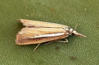 Agriphila tristella