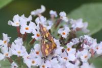Pyrausta purpuralis