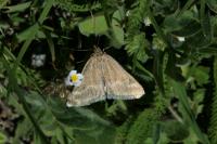 Pyrausta aerealis