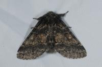 Gluphisia crenata