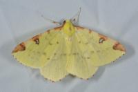 Opisthograptis luteolata