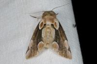 Thyatira batis