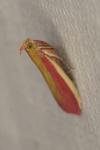 Oncocera semirubella
