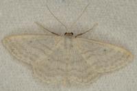 Idaea subsericeata