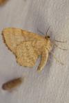 Euchoeca nebulata