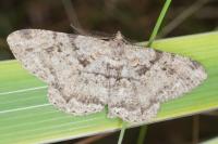 Peribatodes rhomboidaria rhomboidaria