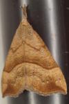 Hypena proboscidalis