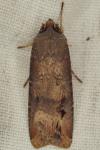Agrotis ipsilon