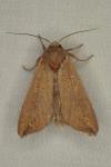Mythimna unipuncta