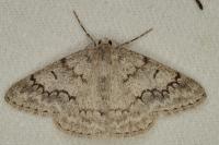 Pseudoterpna coronillaria