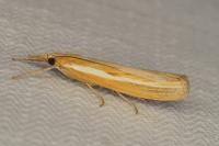 Agriphila tristella
