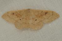 Idaea rubraria