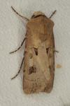 Agrotis exclamationis exclamationis