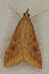 Udea ferrugalis
