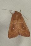Mythimna albipuncta