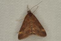 Pyrausta despicata