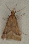 Synaphe punctalis