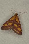 Pyrausta purpuralis