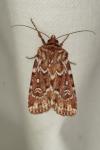 Lycophotia porphyrea
