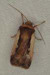 Ochropleura plecta
