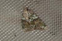 Cryphia algae
