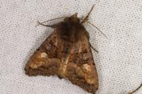 Euplexia lucipara