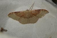 Idaea degeneraria