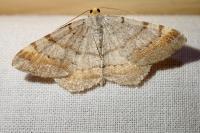 Macaria liturata