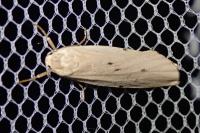 Pelosia muscerda
