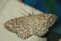 Scopula tessellaria