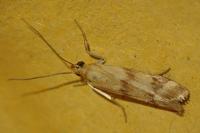 Homoeosoma sinuella