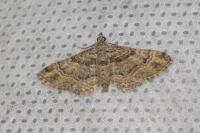 Gymnoscelis rufifasciata