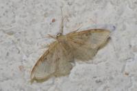 Idaea degeneraria