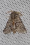 Thaumetopoea processionea