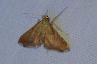 Endotricha flammealis