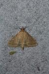 Ostrinia nubilalis